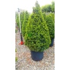 picea_albertiana_conica1