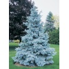 picea_pungens_glauca2_1015310974
