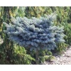 picea_pungens_glauca_globosa