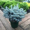 picea_pungens_glauca_globosa1