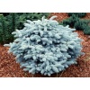 picea_pungens_glauca_globosa2