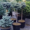 picea_pungens_glauca_globosa_nana_tige