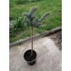 picea_pungens_glauca_globosa_nana_tige1
