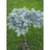 picea_pungens_glauca_globosa_nana_tige2