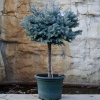 picea_pungens_glauca_globosa_nana_tige3