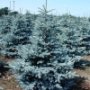 picea_pungens_oldenburg