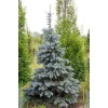 picea_pungens_oldenburg1