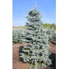 picea_pungens_oldenburg2