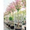 prunus_serrulata_kanzan