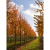 prunus_serrulata_kanzan1