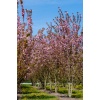 prunus_serrulata_kanzan2