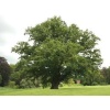 quercus_robur