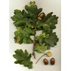 quercus_robur1