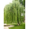 salix_babylonica