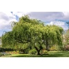 salix_babylonica1