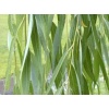 salix_babylonica2