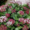 vibumum_lucidum_pyramid