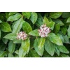 vibumum_lucidum_pyramid1