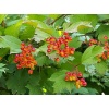 vibumum_opulus
