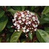 viburnum_lucidum_ball