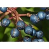 viburnum_lucidum_ball1