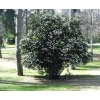 viburnum_lucidum_ball2