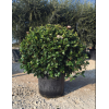 viburnum_tinus_ball