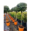 viburnum_tinus_ball1