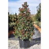 viburnum_tinus_pyramidalis