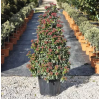 viburnum_tinus_pyramidalis1